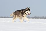 SIBERIAN HUSKY 207